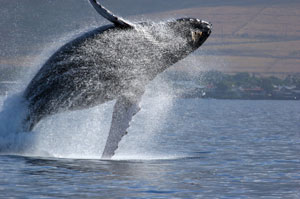 [humpback+whales.jpg]