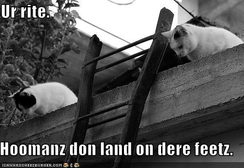 [funny-pictures-cats-perform-tests-to-see-how-humans-land.jpg]