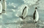 [penguin1.gif]