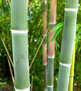 [bambu.jpg]