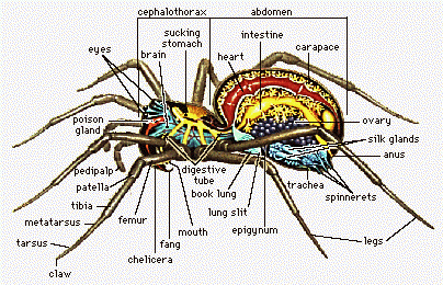 [spider_anatomy3.GIF]