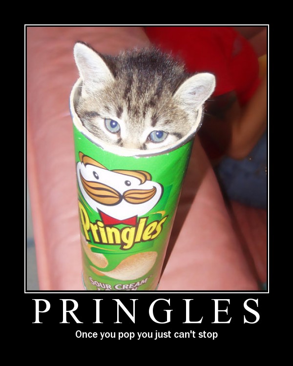 [cat_pringles.jpg]
