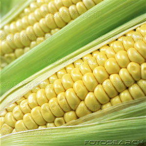 [close-up-corn-cob_~mkf032.jpg]