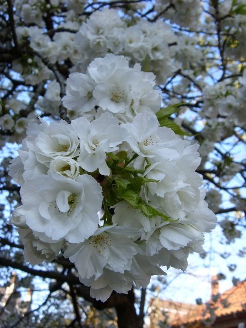 [Prunus+Shirotae+blossom+edit.JPG]