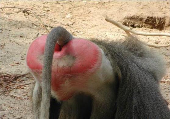 [baboon+ass.jpg]