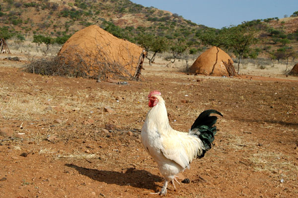 [chicken+wandering+in+himba+village.JPG]