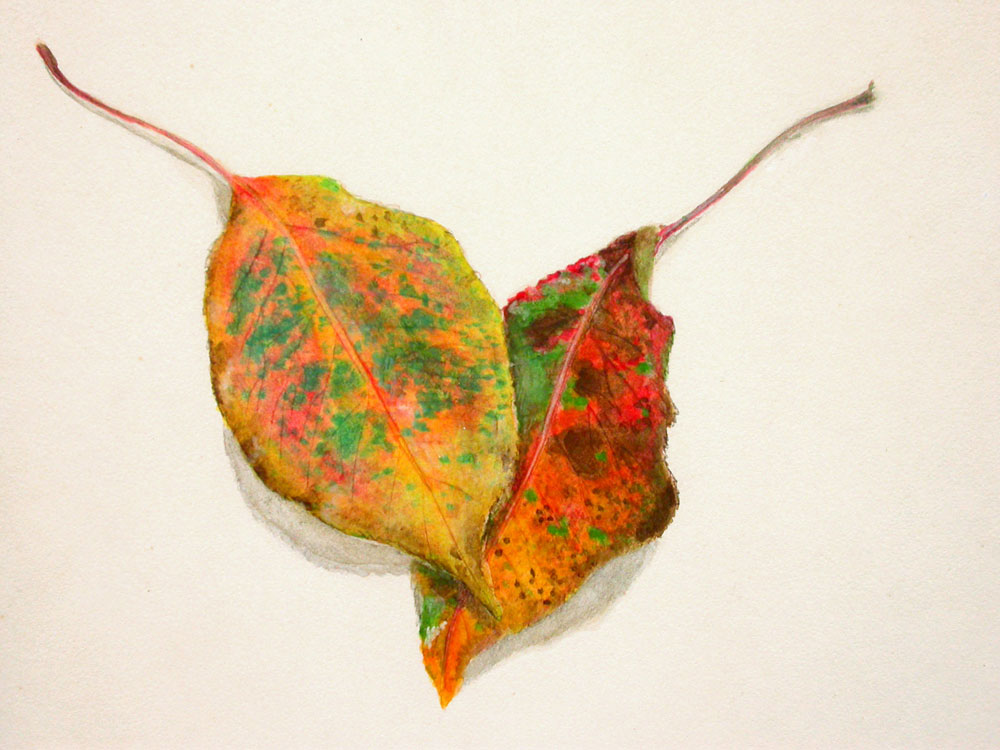 [fl-pear-leaves.jpg]