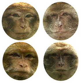 [monkey+faces.jpg]