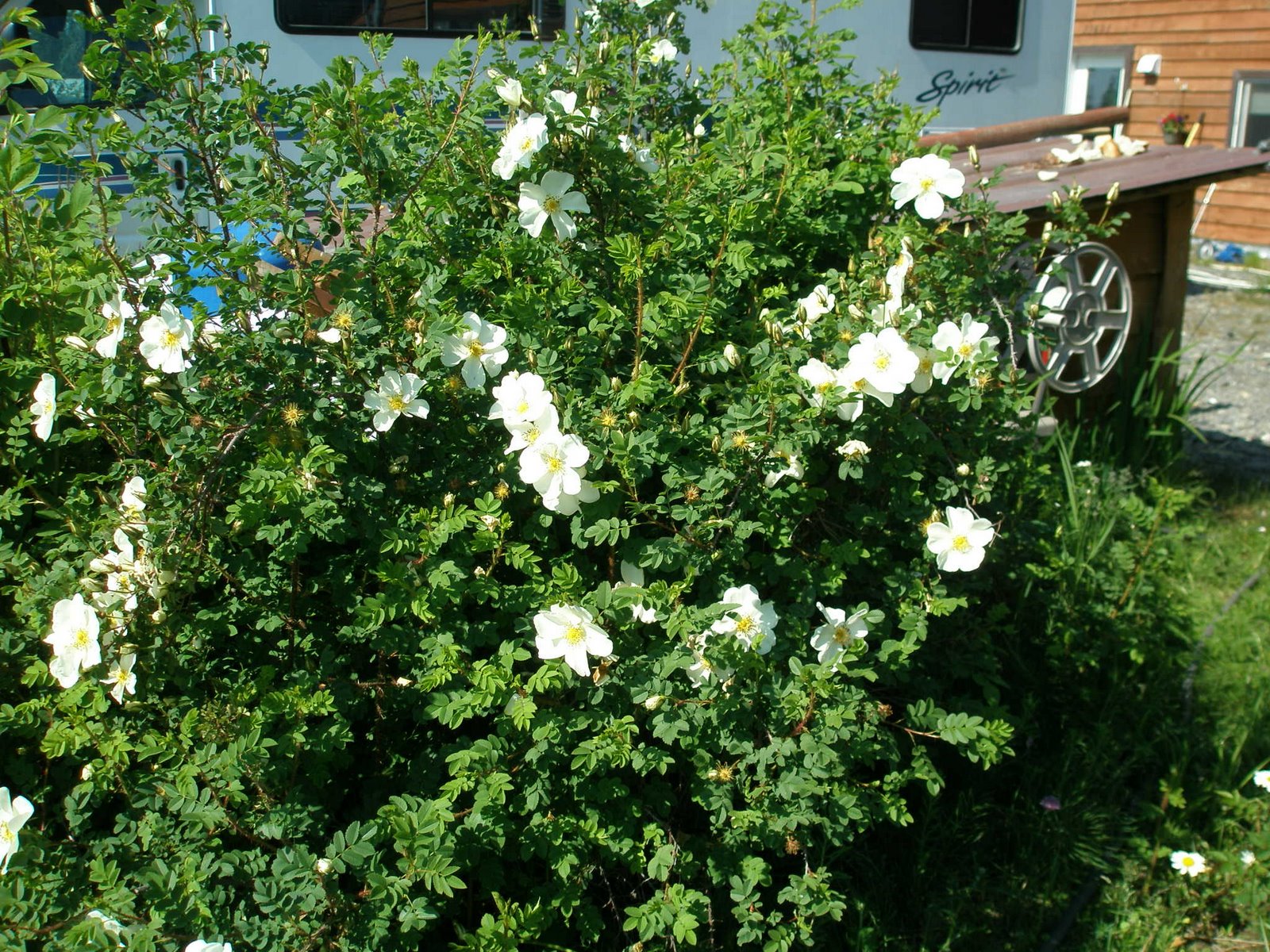 [white+roses+in+the+yard.JPG]