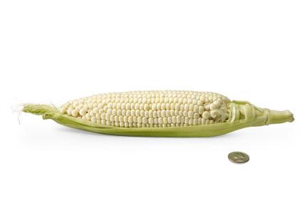 [24a-corn-open.jpg]