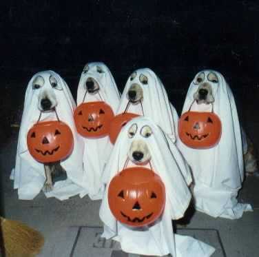 [halloween+doggies.jpg]