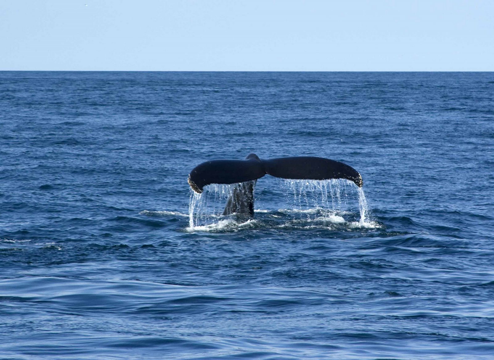 [whale's+tail+3.jpg]