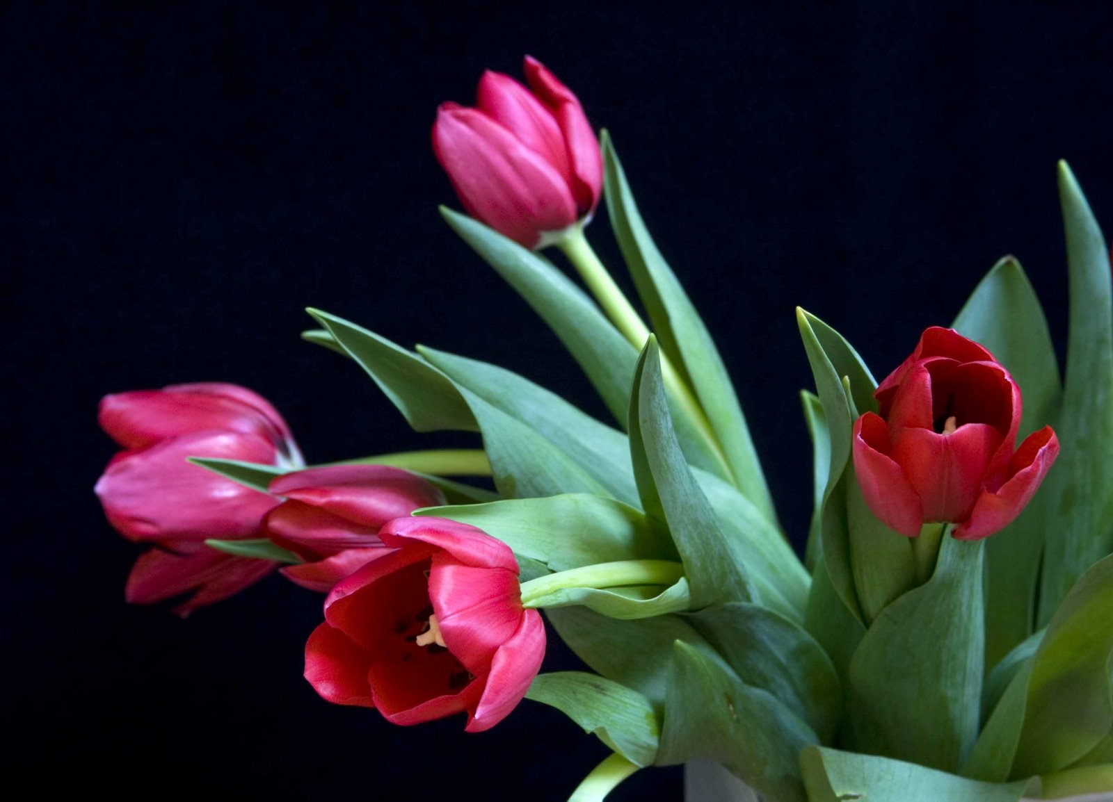 [red+tulips+2.jpg]