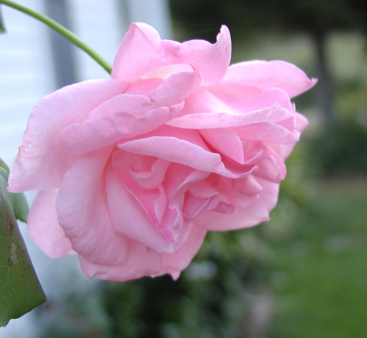[pink+rose+a.jpg]
