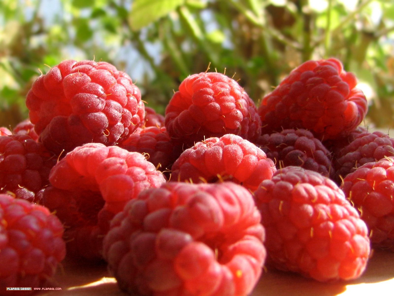 [Fresh+Raspberries.jpg]
