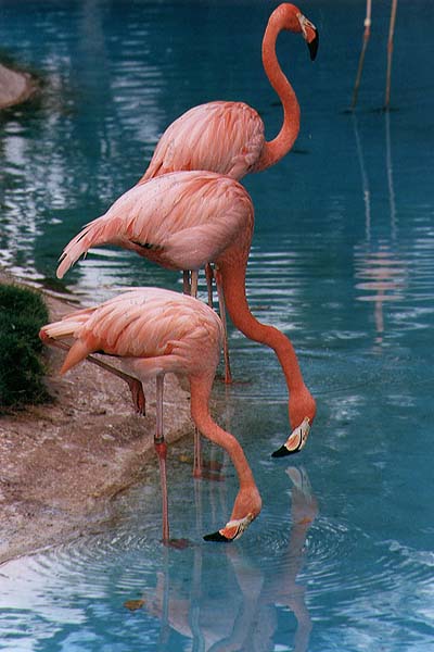 [flamingo01.jpg]