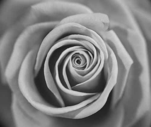[Black+&+white+rose+G4FD0991.jpg]
