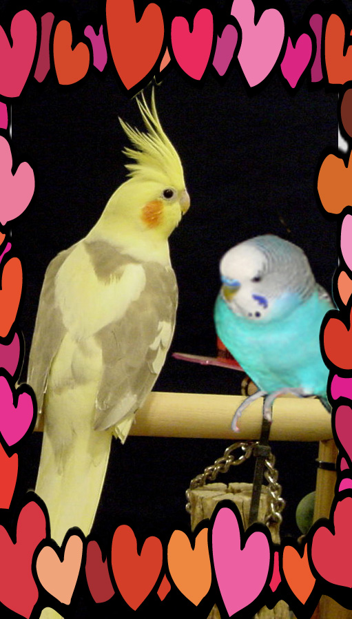 [love+birds+with+frame_edited-1.jpg]