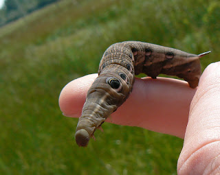Weird+Caterpillar+Close up%28XylophanesTersa%29 Weird Caterpillar Close up(XylophanesTersa)!!