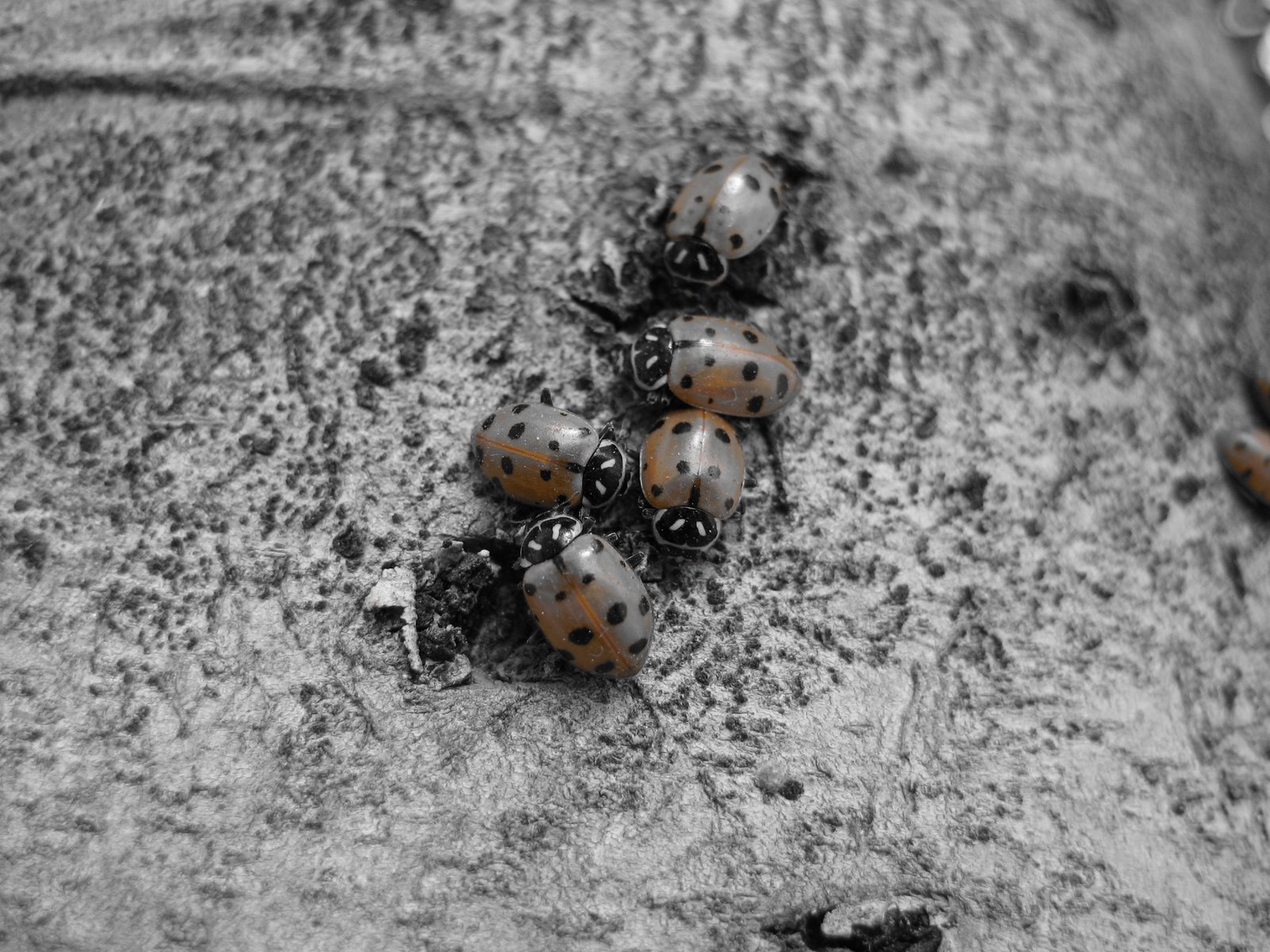 [Ladybugs+067.jpg]