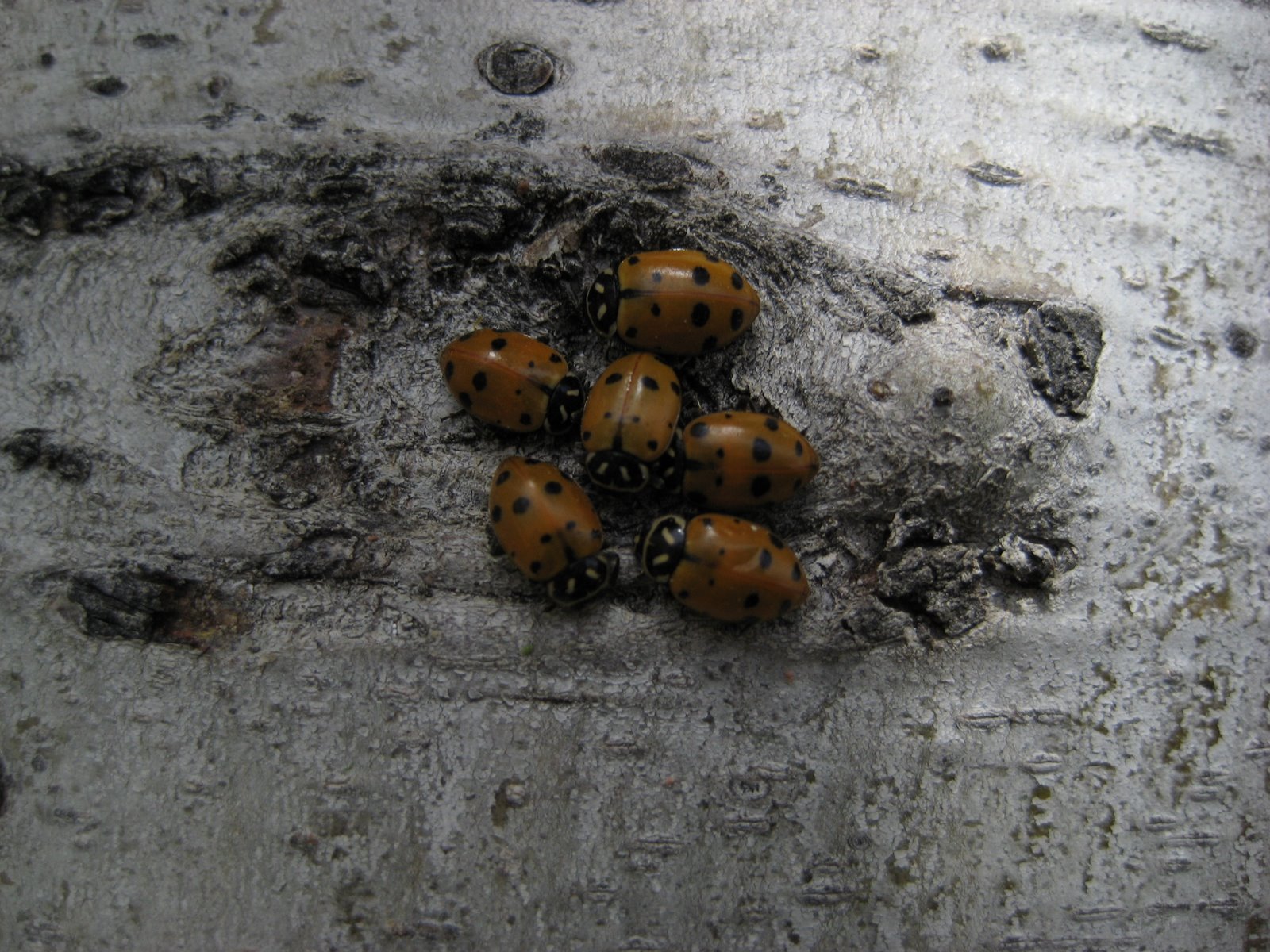 [Ladybugs+008.jpg]
