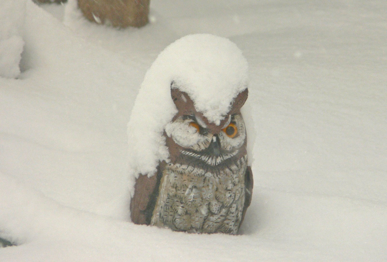 [Snowy+Horned+Owl.jpg]