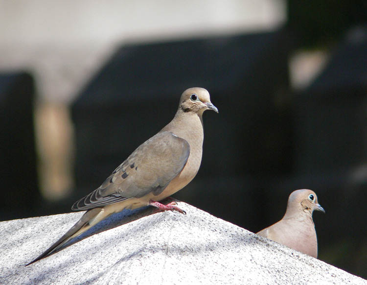 [Mourning+Doves+at+Cave+Hill.jpg]