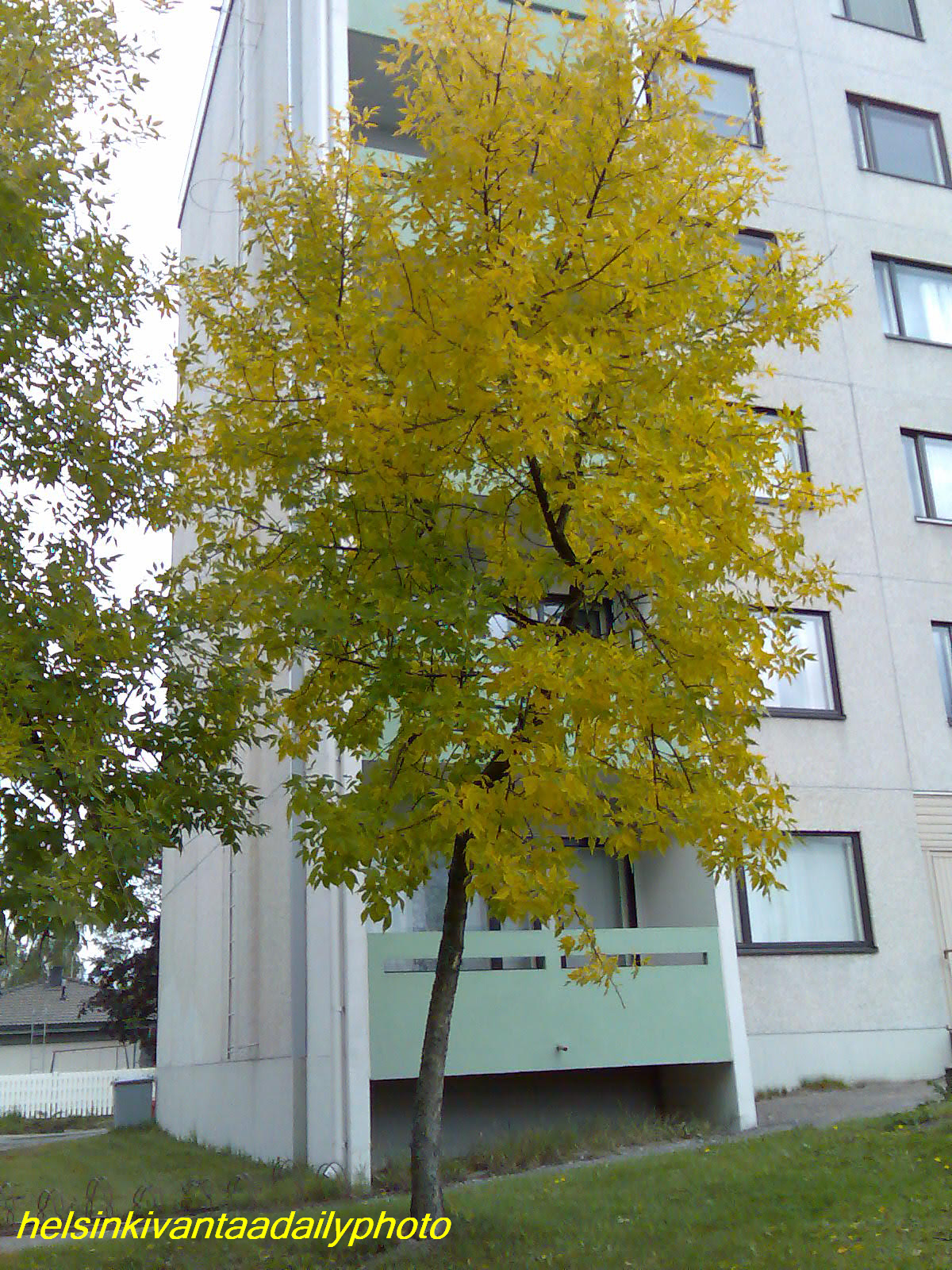 [autumntree.jpg]