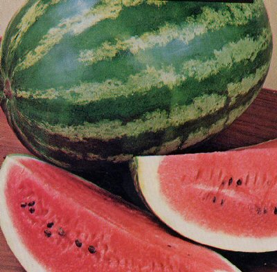 [WatermelonMagnum1Mar26KM.jpg]