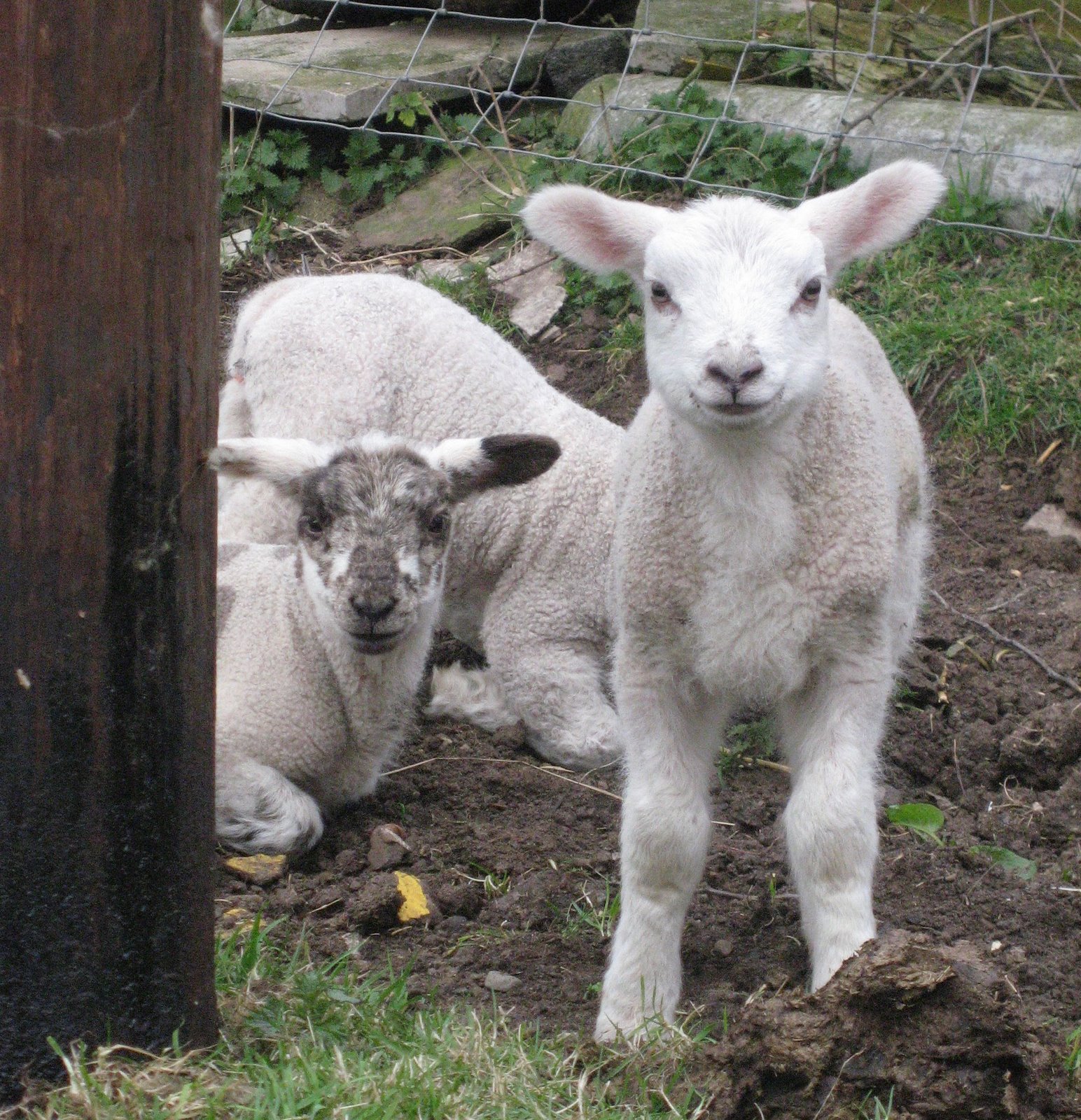 [new+lambs+at+Fordhall+March+08.JPG]