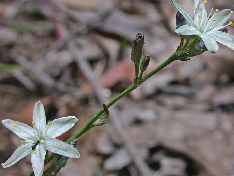 Pale Grass-lily