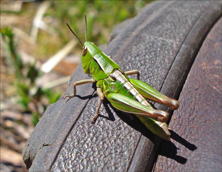 Grasshopper_Baw Baw