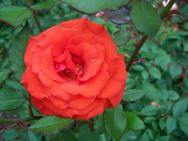 [duke+red+rose.JPG]