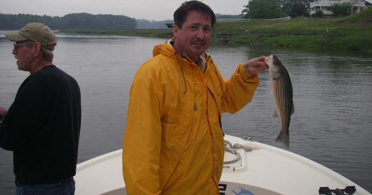 Maine Striper Fishing Charters & Reports Hotline 2076910745 Maine