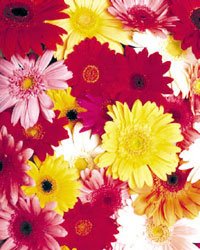 [multi+color+daisies.jpg]