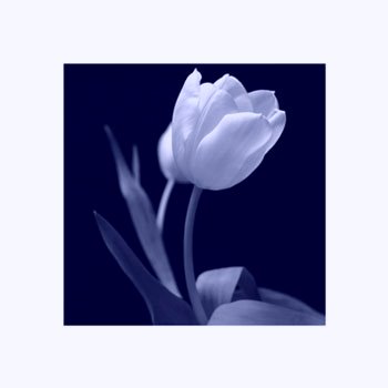 [tulipan-8.bmp]