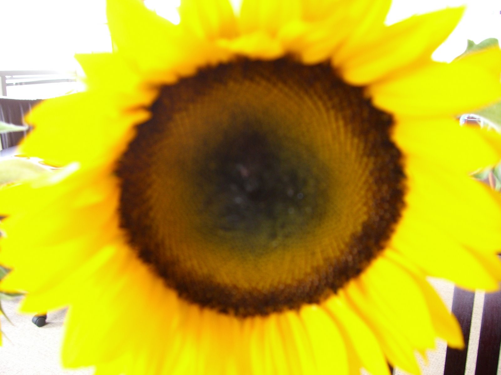 [Sunflower+003.jpg]