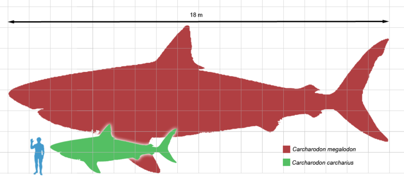 [800px-Megalodon_scale1.png]