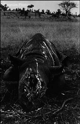 [Jean+Gaumy.Kenya.Carcass+of+a+rhinnoceros.1980.jpg]