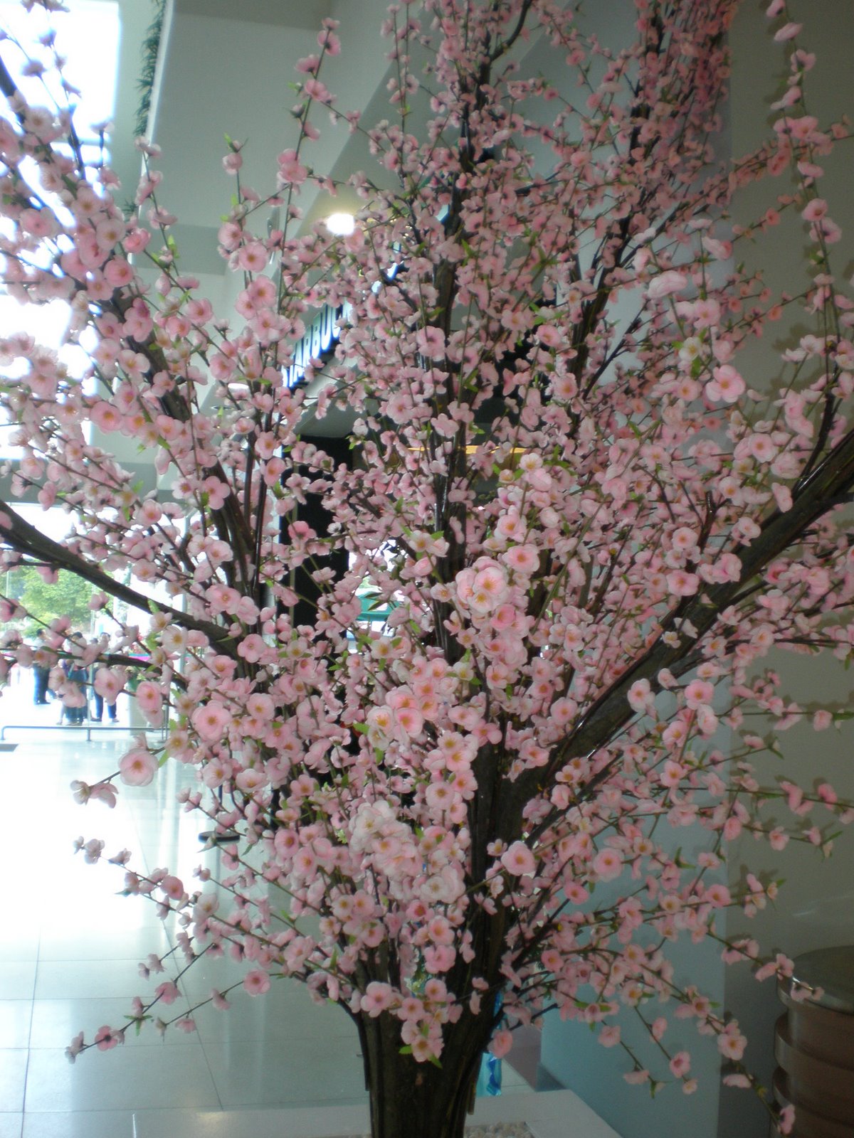 [cherry+blossom.JPG]