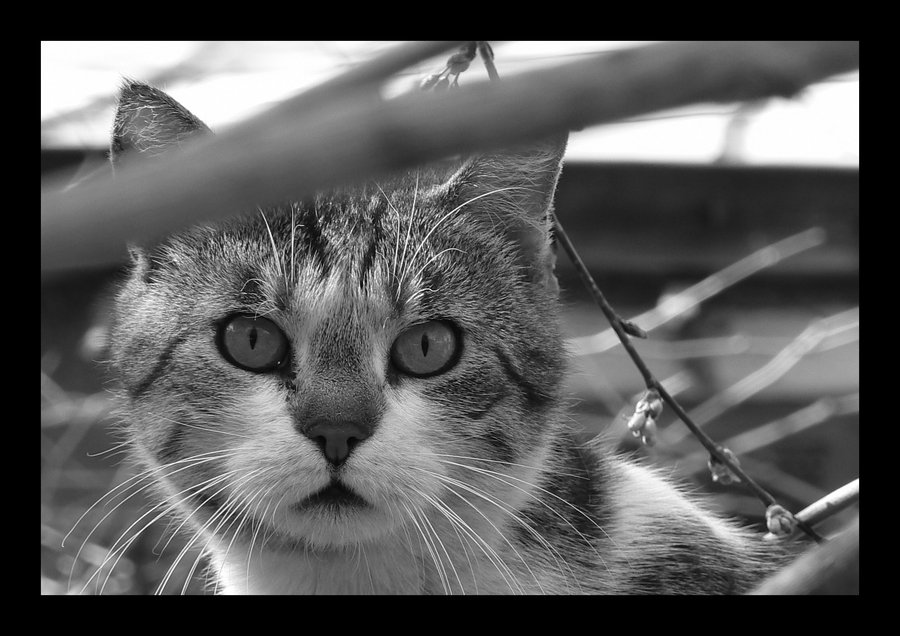[This_Old_Cat_by_JordanRobin.jpg]