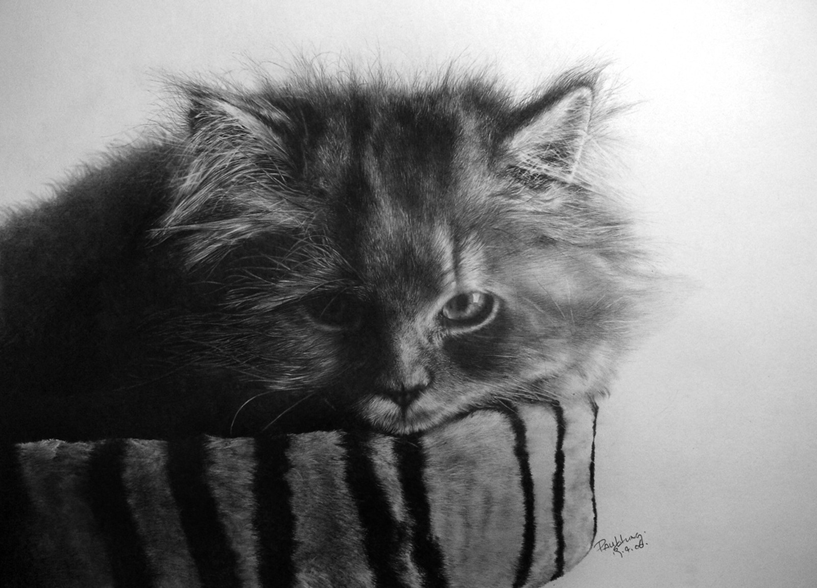 [my_9th_pcs_of_cat_drawing_by_paullung.jpg]