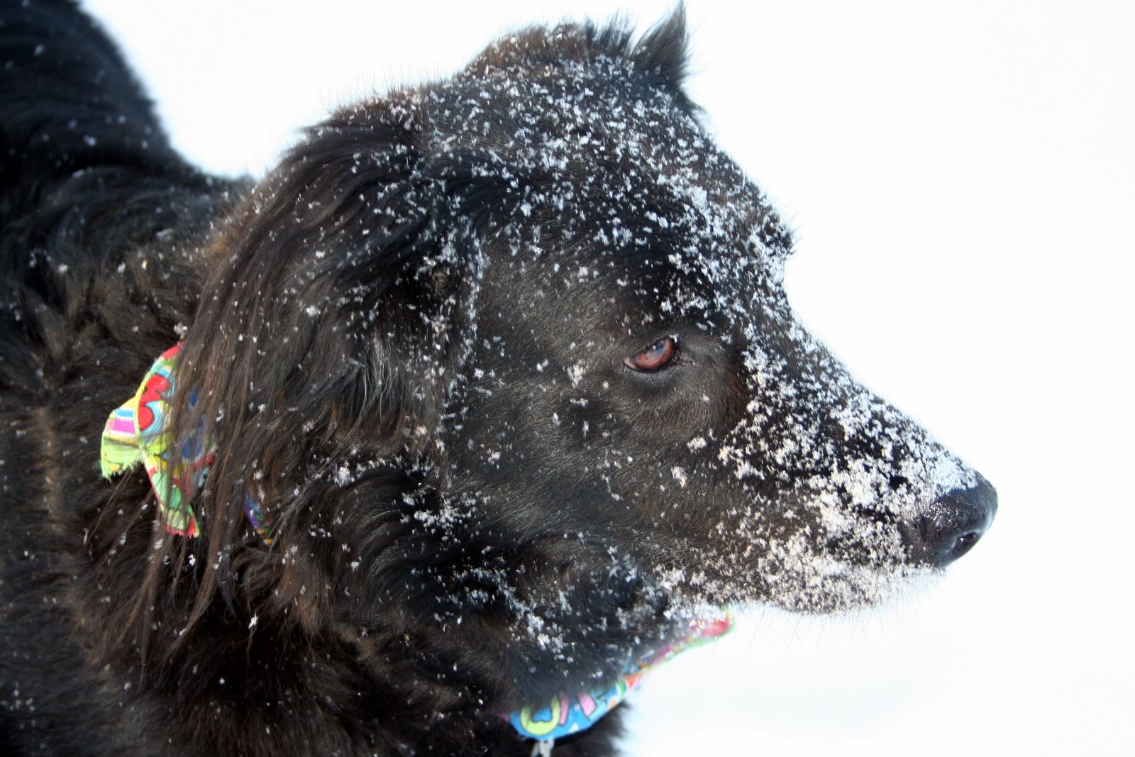 [Crazy+Snow+Dog.jpg]