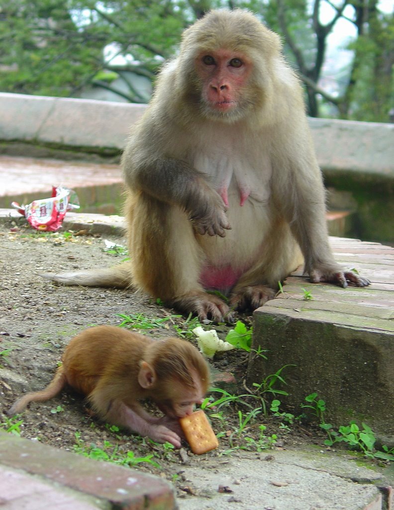 [Mother+Monkey.JPG]
