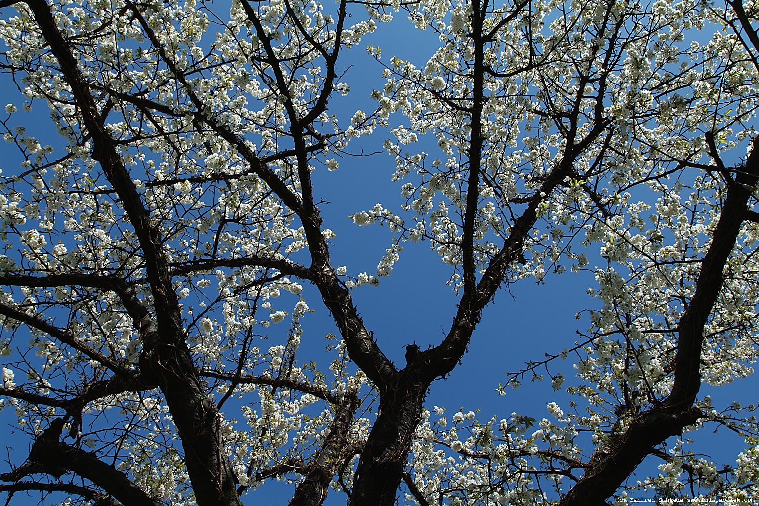 [easter-blossom-cherry-tree-4.jpg]