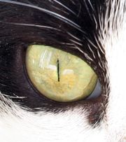 [ojo+del+gato.jpg]