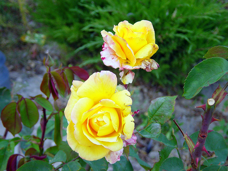 [97-rosas+amarillas.JPG]