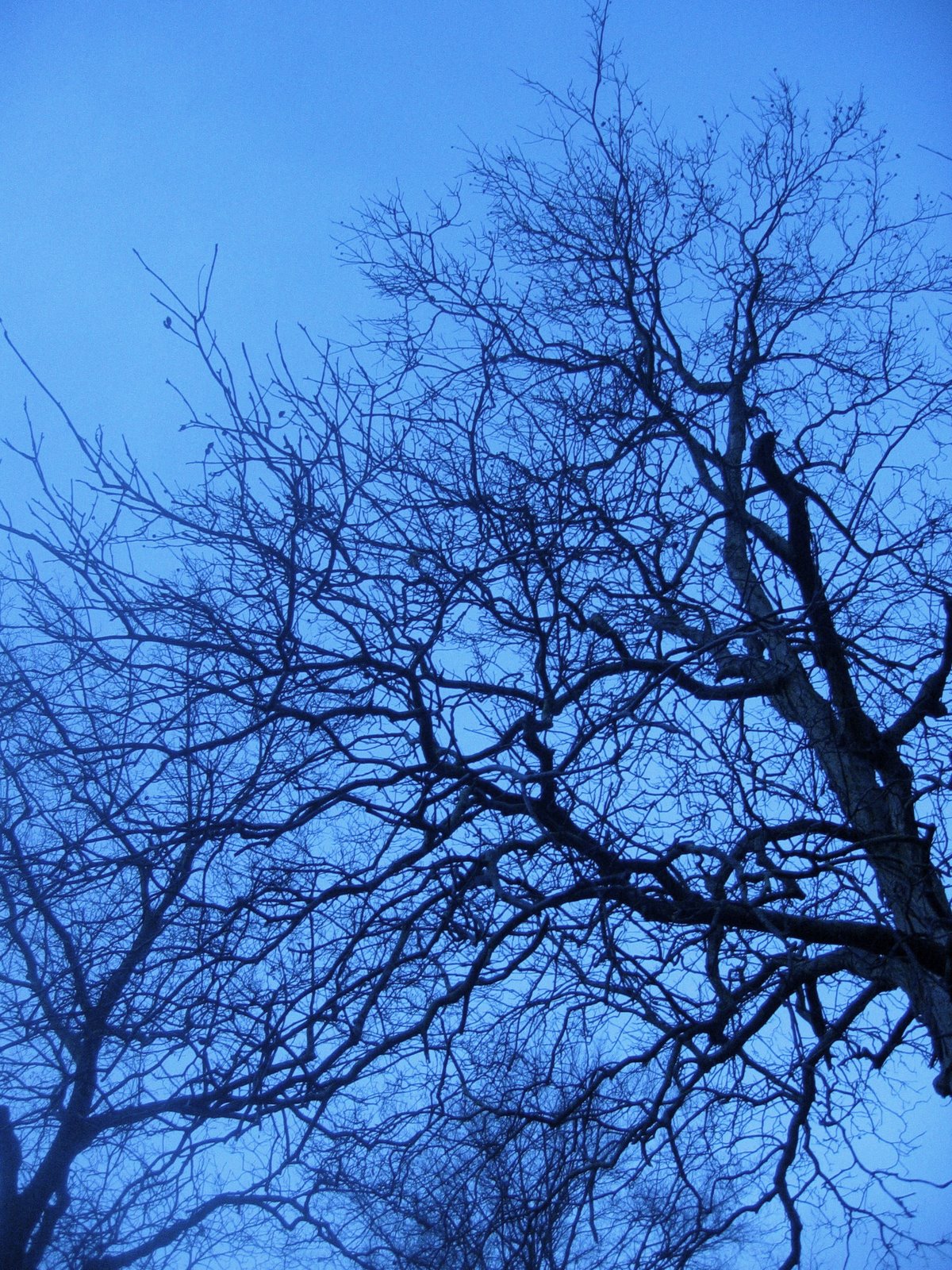 [Tree+and+Sky.jpg]
