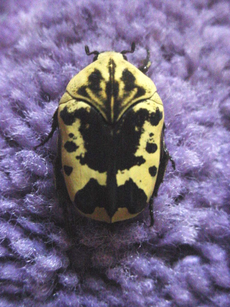 [turtlebug.JPG]