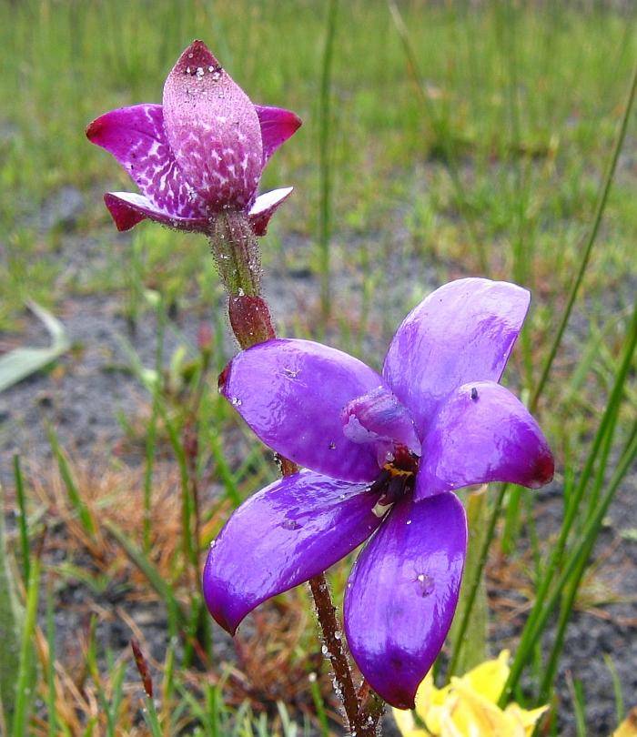 [Elythranthera+brunonis++002AA++Purple+Enamel+Orchid.JPG]